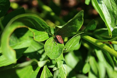 一只小马上带条纹护盾虫花园漏洞叶子植物群盾虫背景笔体牡丹线状天窗背景图片