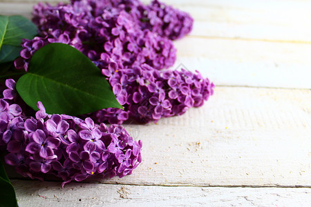 白板上的紫色利拉克边框木板花卉背景鲜花淡紫色紫丁香花束叶子灌木背景图片