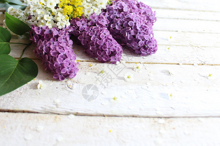 紫色硅酸和甜味羊肉贺卡问候边框淡紫色紫丁香设计花卉鲜花背景背景图片