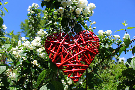 茉莉花中浪漫的红心蓝天花海爱心植物天空请柬情人植物群婚礼花园背景图片