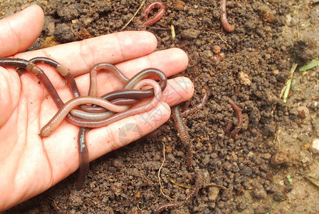 梦游者讨厌的蚯蚓农业黏土环境生物学堆肥地面钓鱼教育生态土壤背景