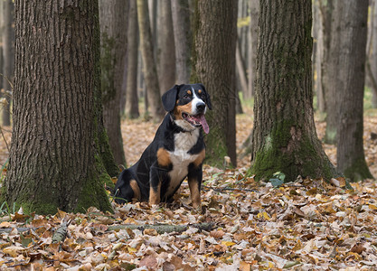 树儿坐在秋林的黄叶上的狗儿乐趣叶子森林阳光黄色幸福木头公园天气小狗背景
