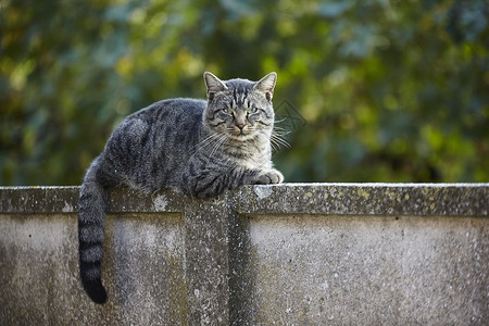 猫上墙素材墙上的猫2背景