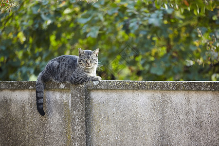 一墙猫素材墙上的猫建筑石头蓝色猫科动物爪子哺乳动物毛皮街道猫咪动物背景