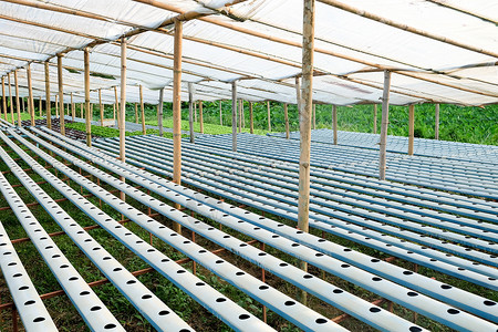 水栽培植物农场的图象温室场地沙拉叶子绿色生食栽培花园技术食物背景图片
