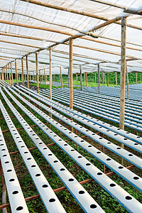 水栽培植物农场的图象营养栽培环境素食叶子园艺蔬菜菜园花园生食背景图片