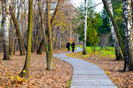 和运动在公园散步 在中秋季节车道女士森林公园叶子乐趣植物园体育森林树木背景图片