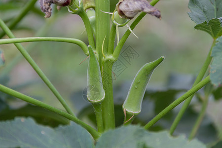 有机花园中土耳其棚子种植场农场手指农业食物水果蔬菜种植园栽培绿色场地图片