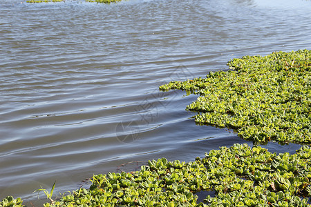 浮动计划叶子迷彩湿地洪水农业环境热带池塘公园生菜高清图片