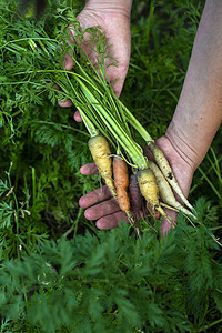 小型有机农场的胡萝卜 女农民持有多色土壤营养收成健康收获生物紫色饮食植物农业背景图片