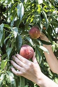 桃子树女人在篮子里收获桃子水果收成红色农场女士果汁农业园艺花园生长背景