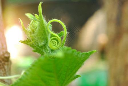 黄瓜树营养食物卷发收获养分卷须蔬菜季节树梢生长高清图片