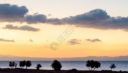 红海海岸 有棕榈树的周光环绕风景地平线海滩季节支撑海景旅行岩石假期植物背景图片