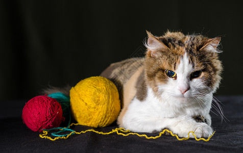 彩色猫三色猫抱着一球黄红蓝线猫科针织品警卫网络线索怨恨宠物针线活灯丝动物背景