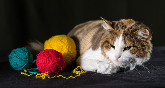 彩色猫三色猫抱着一球黄红蓝线工作怨恨灯丝线索蓝晶愤慨叛乱动物宠物猫科背景