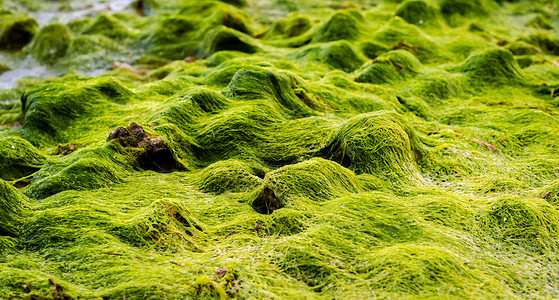 岩石上绿色的海藻背景图片