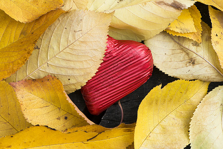 心脏形状叶子红色包裹的心脏和秋天叶子树叶公园季节礼物木头橙子植物巧克力背景