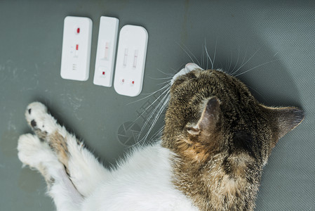 猫的开关素材生物技术架子高清图片