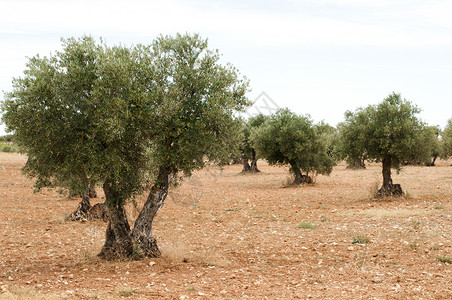 橄榄树场地栽培花园季节天空树林木头树叶蔬菜国家高清图片