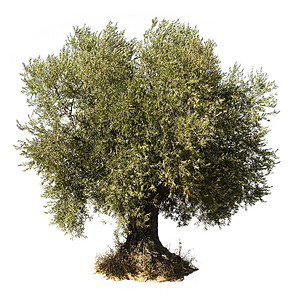 老橄榄树户外的自然的高清图片