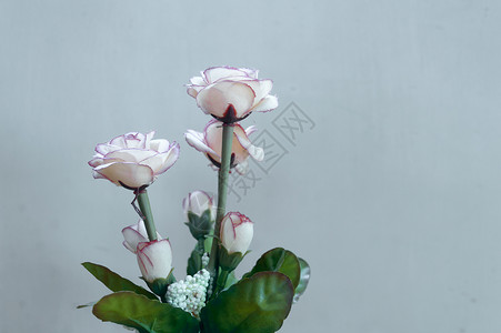 桌子上有美丽的玫瑰花 复制空间房间供您放假背景装饰的文字用 笑声粉色植物学花束复古假期绿色花头家居婚礼花瓣背景图片