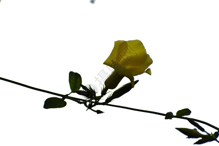 黄色花朵的美丽一拍花头奢华花瓶植物学吸引力枕头宏观植物照片季节背景
