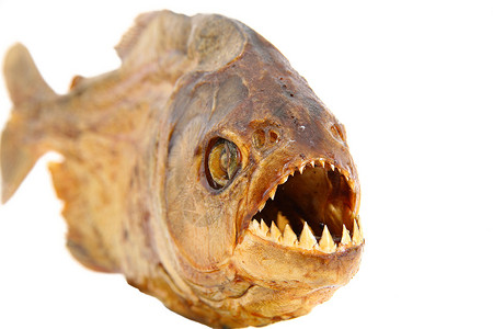 防腐处理白色背景中的孤立的防腐盐皮拉哈概念处理食肉食人鱼钓鱼防腐动物刺客牙齿热带背景
