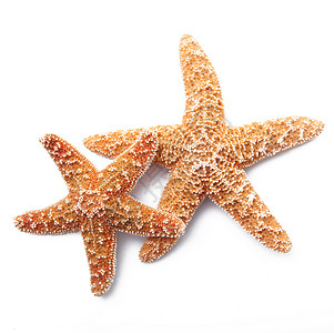 白底海星概念宏观海洋星星动物群贝壳海鲜红色贝类背景图片