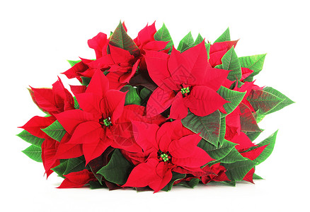 白色背景的圣诞之星礼物季节性树叶绿色花瓶假期红色背景图片