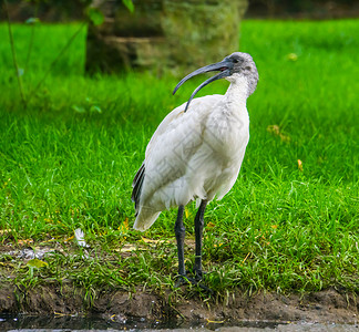 缩颈肌近印尼受威胁鸟类群落的鸟种 (来自印度尼西亚) Bibis背景