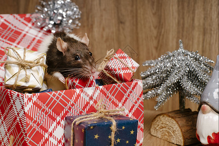小礼物盒子拼盘老鼠是新年的象征 灰鼠看着礼盒 有趣的小老鼠在礼盒里  2020 年的象征哺乳动物朋友爪子卡片害虫八字明信片日历毛皮庆典背景