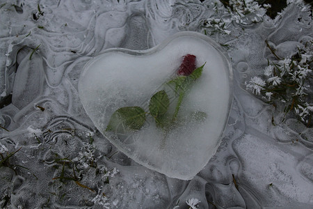 冰冰冰的心 在冰冻的水上加玫瑰热情妈妈母亲爱的心婚礼爱心情怀恋人背景图片