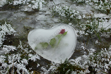 冰冰冰的心 在冰冻的水上加玫瑰爱的心爱心婚礼妈妈恋人母亲情怀热情背景图片