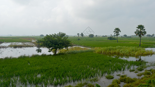 泰米尔纳德邦在西南暴雨季风降雨季节温暖潮湿的空气中 一个印度小村庄的农田郁郁葱葱的绿色地平线 热带气候农村收获 印度 南亚太平洋地区环境保护背景