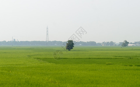 美化地球靠大家农村夏季背景下绿色草地上的一棵孤独的树 孤独和寂寞 环境保护背景 植树拯救地球生命环境概念农作物生长田园气候晴天旅行场景地平线季背景