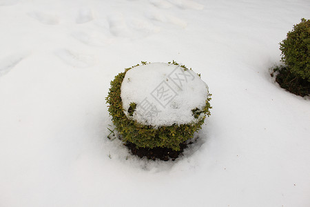 积雪框中场景背景植物花园雪花背景图片