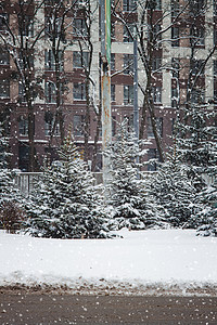 下雪邻里圣诞树在一座高楼大楼前的一条城市公路上生长 风雪景枞树领导家园小路正方形面纱暴风雪速度人行道雪花背景