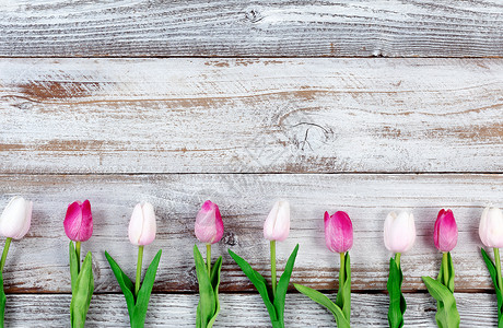 在生锈的白木木板上 用于复活节假日的粉红郁金香背景图片