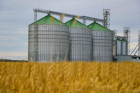 筒仓在小麦或大麦黄色田地背景上聚集的一组谷物干燥机粮仓青贮垃圾桶太阳农场天空场地收成加工地平线背景