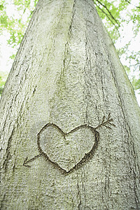 箭头和心 刻在树上高清图片