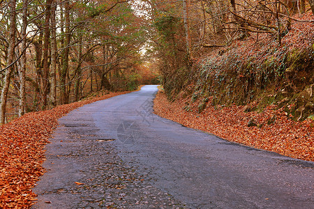 秋季旅行风景木头环境植物群分支机构农村森林小路场景背景图片