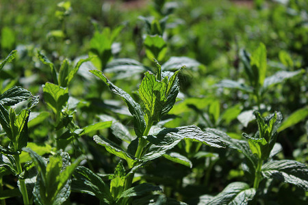 薄荷园园中有一片庄稼植物疗法种植栽培医疗园艺药品自然薄荷叶子背景