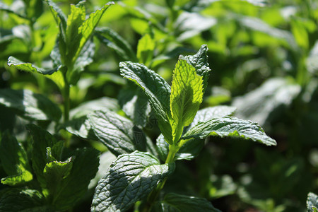 薄荷园园中有一片庄稼医疗园艺疗法茶叶薄荷油药品茶厂生长薄荷叶自然背景