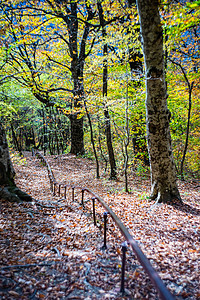 秋天的博里秋季旅游景色荒野旅行天空途径树叶蓝色森林明信片小路黄色背景