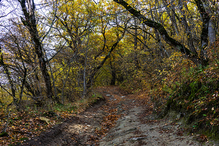 秋天的博里追踪木头高清图片