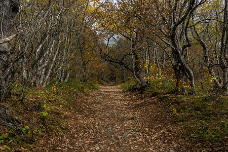 秋天的博里秋季旅游景色小路木头黄色天空蓝色树叶明信片森林荒野踪迹背景