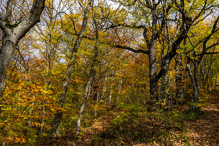 秋天的博里秋季旅游景色荒野踪迹小路途径森林人行道黄色旅行红色明信片背景