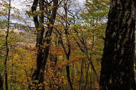 秋天的博里秋季旅游景色黄色天空明信片森林途径人行道荒野小路木头蓝色背景