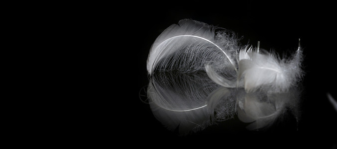 仙女精美素材一幅羽毛的极端特近和宏观照片飞行火花飞沫天鹅鹅毛笔优美想像力金子透明度游泳背景