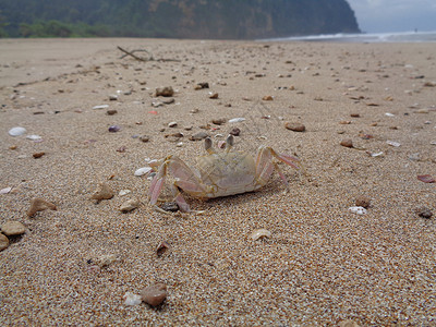 招潮蟹自然背景中的螃蟹美食提琴手荒野甲壳存储贝类海鲜生活支撑野生动物背景